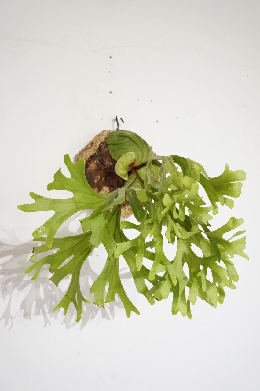 ビカクシダ リドレイ / Platycerium ridleyi (冬季養生中)