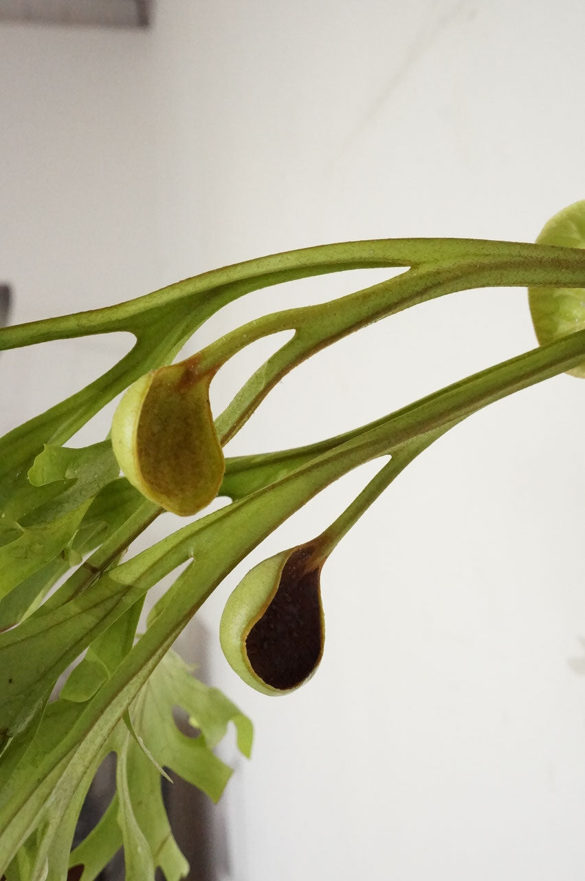 ビカクシダ リドレイ / Platycerium ridleyi (冬季養生中)