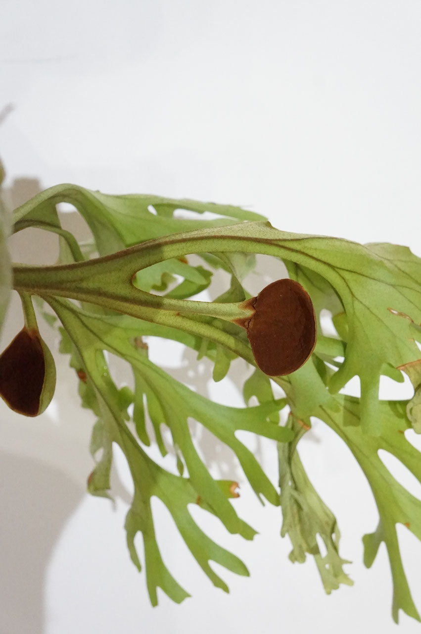 ビカクシダ リドレイ / Platycerium ridleyi (冬季養生中)