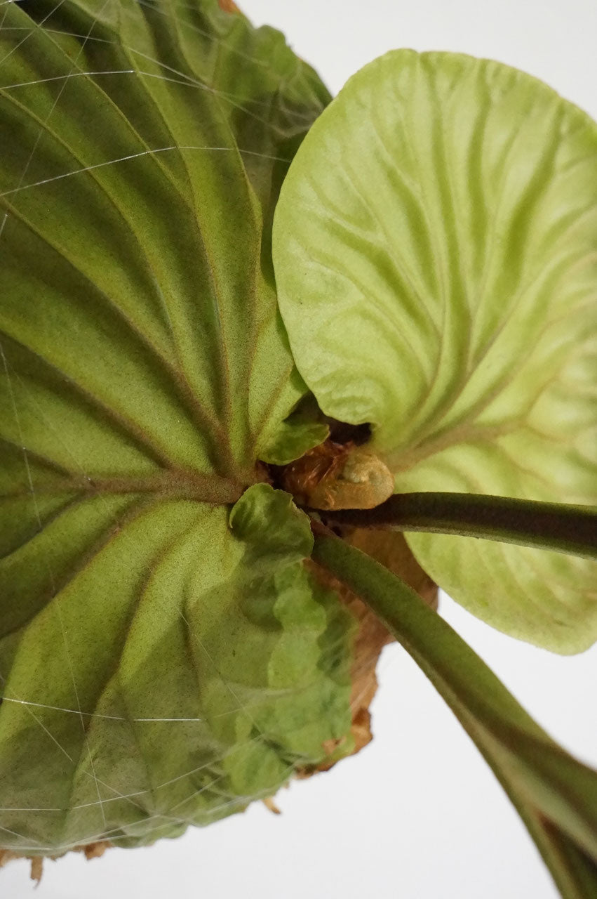 ビカクシダ リドレイ / Platycerium ridleyi (冬季養生中)