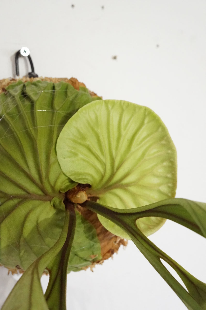 ビカクシダ リドレイ / Platycerium ridleyi (冬季養生中)