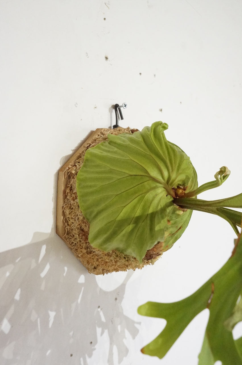 ビカクシダ　リドレイ　/ Platycerium ridleyi (冬季養生中）