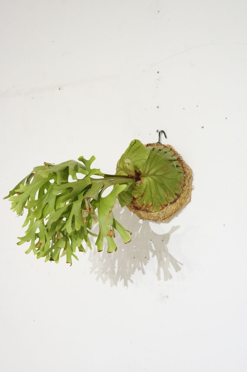 ビカクシダ　リドレイ　/ Platycerium ridleyi (冬季養生中）