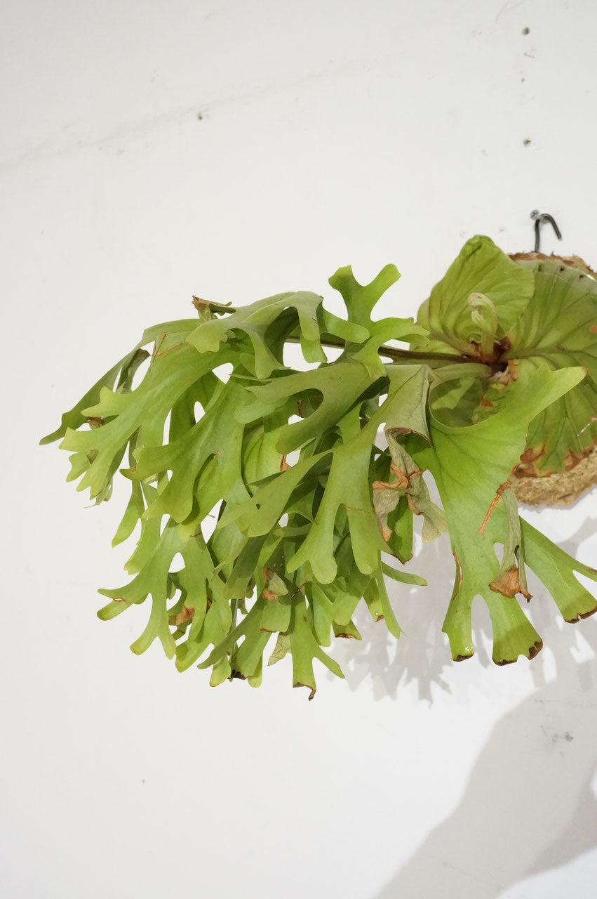 ビカクシダ　リドレイ　/ Platycerium ridleyi (冬季養生中）