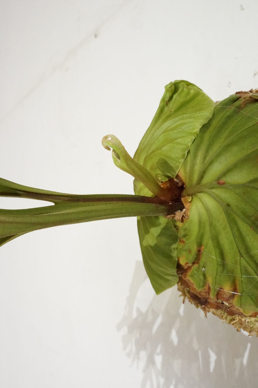 ビカクシダ　リドレイ　/ Platycerium ridleyi (冬季養生中）