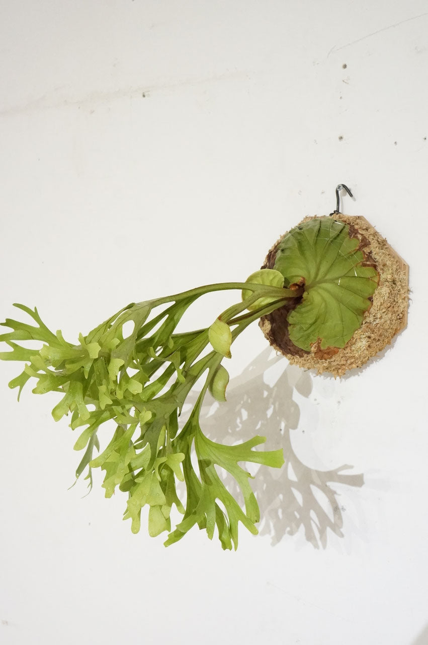 ビカクシダ　リドレイ　/ Platycerium ridleyi (冬季養生中）