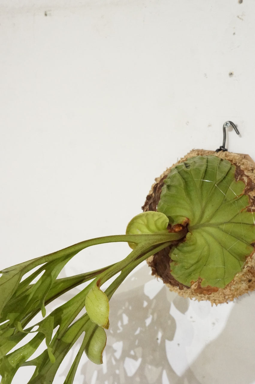 ビカクシダ　リドレイ　/ Platycerium ridleyi (冬季養生中）