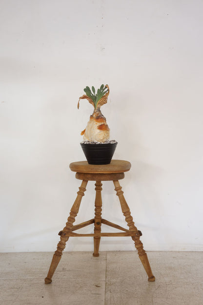 French Antique Stripped Wood Stool